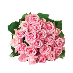20_rose_rosa