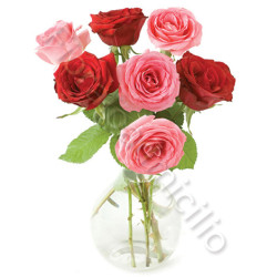 sette_rosse_rose_rosa