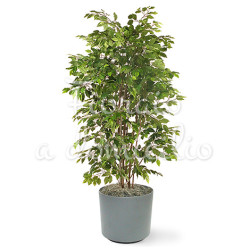 FicusBush