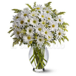 bouquet-margherite-bianche