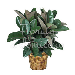 pianta-ficus