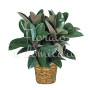pianta-ficus