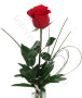 red_rose4.jpg