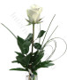 rosa-bianca1.jpg