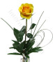 rosa-gialla4.jpg