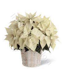 stella-di-natale-bianca1.jpg