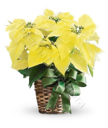 stella-di-natale-gialla1.jpg