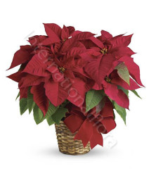 stella-di-natale-rossa1.jpg