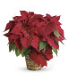 stella-di-natale-rossa1.jpg