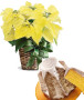 stella-natale-gialla-pandoro1.jpg