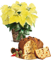stella-natale-gialla-panettone1.jpg
