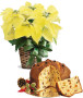stella-natale-gialla-panettone1.jpg