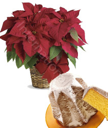 stella-natale-rossa-pandoro1.jpg