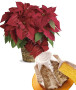 stella-natale-rossa-pandoro1.jpg