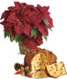 stella-natale-rossa-panettone1.jpg