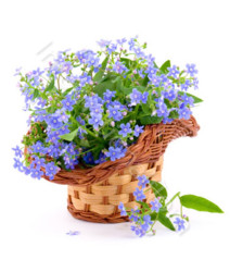 cesto-di-myosotis