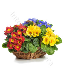cesto-di-primule-miste-colorate