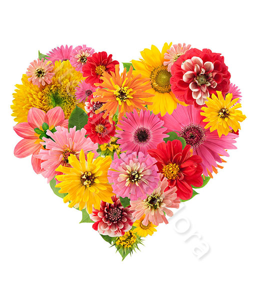 cuore-di-gerbere-fiori-colorati