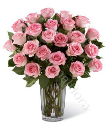 24-rose-rosa