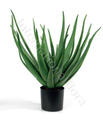 pianta-di-aloe