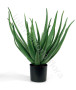 pianta-di-aloe