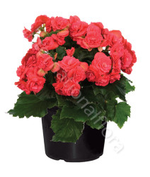 pianta-di-begonia
