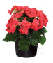 pianta-di-begonia