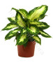 pianta-di-dieffenbachia