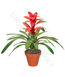 pianta-di-guzmania