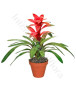 pianta-di-guzmania