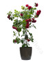 pianta-di-rose