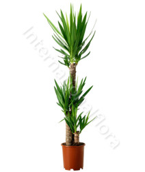 pianta-di-yucca