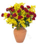 20-roselline-rosse-mimosa