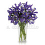 bouquet_iris_blu
