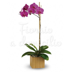 orchidea-phalenopsis-viola