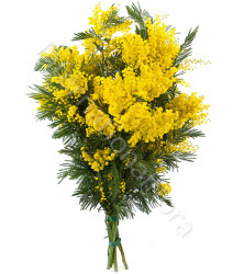 fascio-di-mimosa
