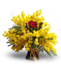 una-rosa-rossa-con-mimosa